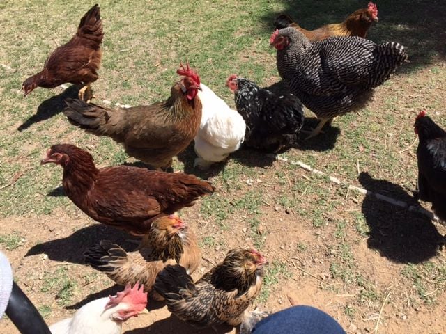 Readers show their chickens